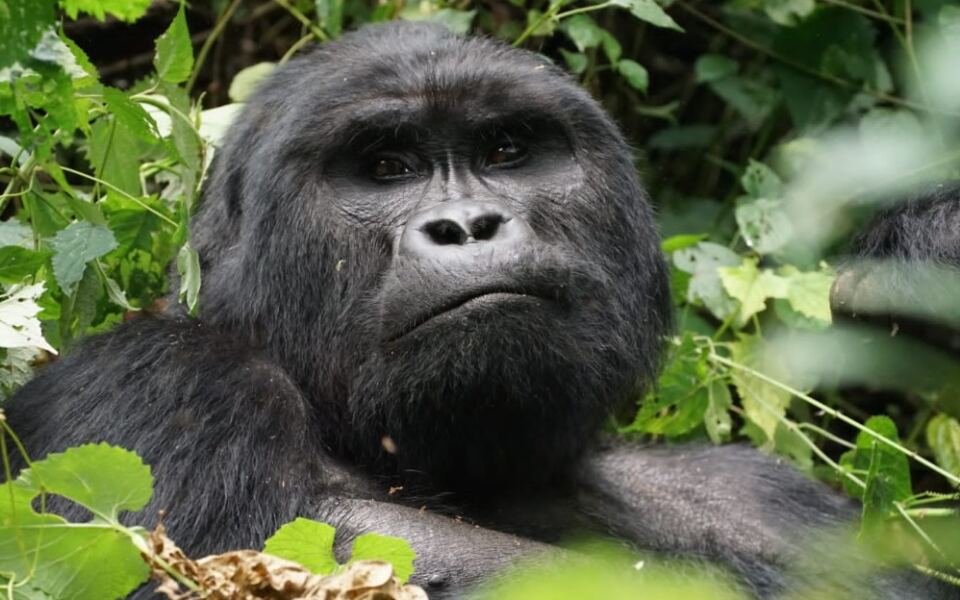 15 UNESCO World Heritage Sites for Nature and Wildlife Lovers