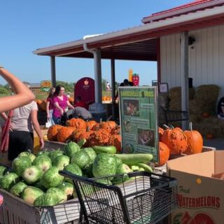 Pick A Pumpkin Off The Vine And Get Lost In A Corn Maze At Lynd Fruit Farm Near Pataskala