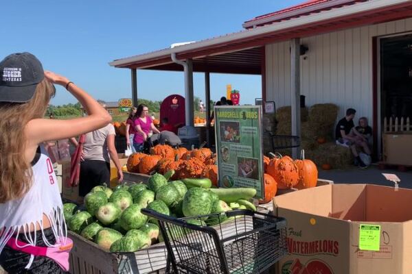 Pick A Pumpkin Off The Vine And Get Lost In A Corn Maze At Lynd Fruit Farm Near Pataskala