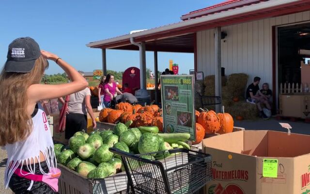 Pick A Pumpkin Off The Vine And Get Lost In A Corn Maze At Lynd Fruit Farm Near Pataskala