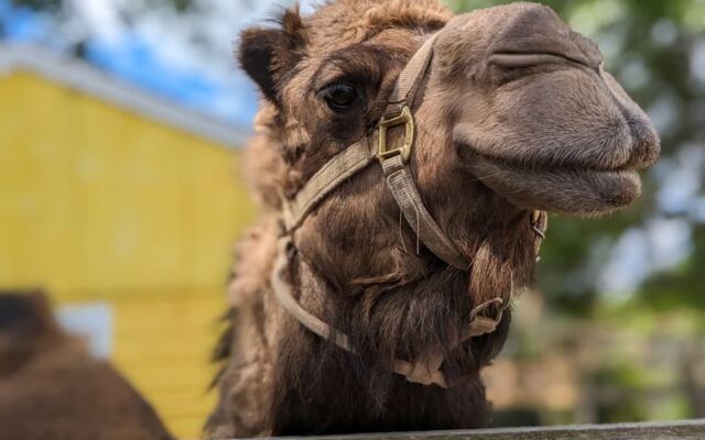 North America’s Biggest Herd of Endangered Farm Animals Lives on One Sterling Hillside, and Kids Get to Feed Them