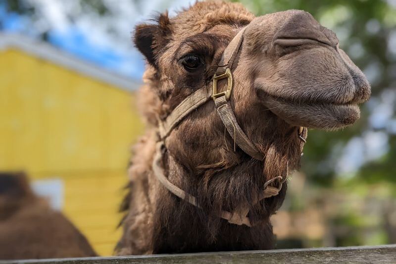 North America’s Biggest Herd of Endangered Farm Animals Lives on One Sterling Hillside, and Kids Get to Feed Them