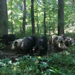 Pasture-Raised, Hormone-Free Meat Comes Straight From the Field at This North Carolina Farm