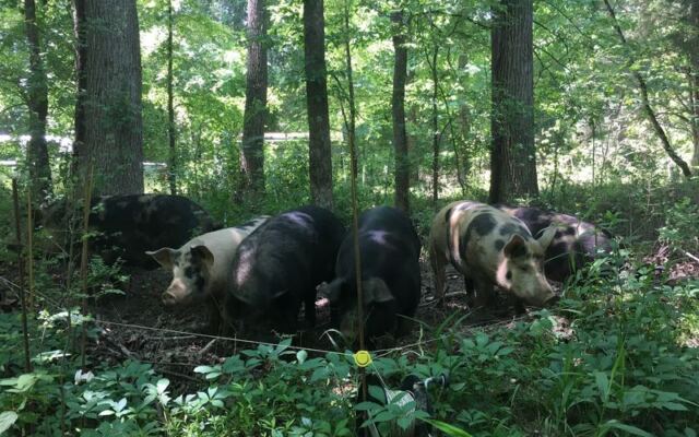 Pasture-Raised, Hormone-Free Meat Comes Straight From the Field at This North Carolina Farm