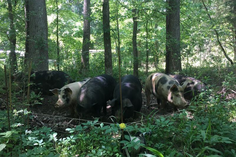 Pasture-Raised, Hormone-Free Meat Comes Straight From the Field at This North Carolina Farm