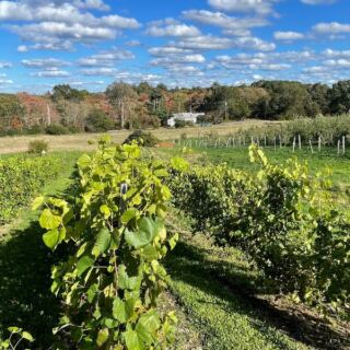This Massachusetts Vineyard Feels Like Wine Country, Complete With Apple Picking About 35 Miles From Boston