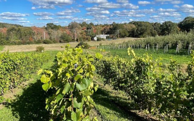 This Massachusetts Vineyard Feels Like Wine Country, Complete With Apple Picking About 35 Miles From Boston