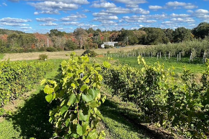 This Massachusetts Vineyard Feels Like Wine Country, Complete With Apple Picking About 35 Miles From Boston