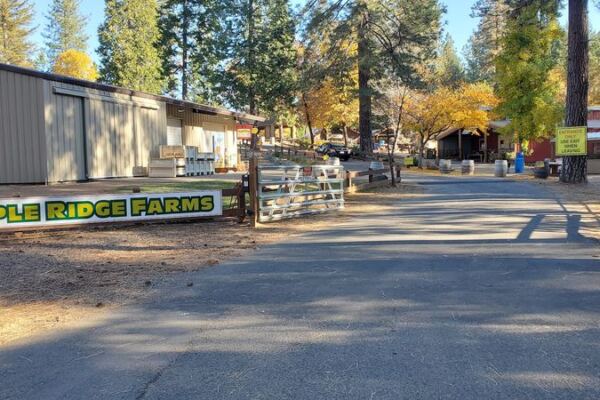 Pick Your Own Persimmons and Sip Fresh Apple Cider at Apple Ridge Farms in Placerville, California