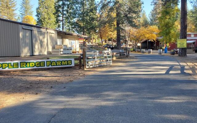 Pick Your Own Persimmons and Sip Fresh Apple Cider at Apple Ridge Farms in Placerville, California