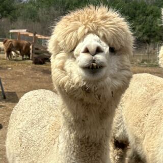 Before the Snow Flies, Visit These 8 Massachusetts Alpaca Farms Where Kids Walk Beside the Herd