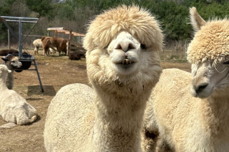 Before the Snow Flies, Visit These 8 Massachusetts Alpaca Farms Where Kids Walk Beside the Herd