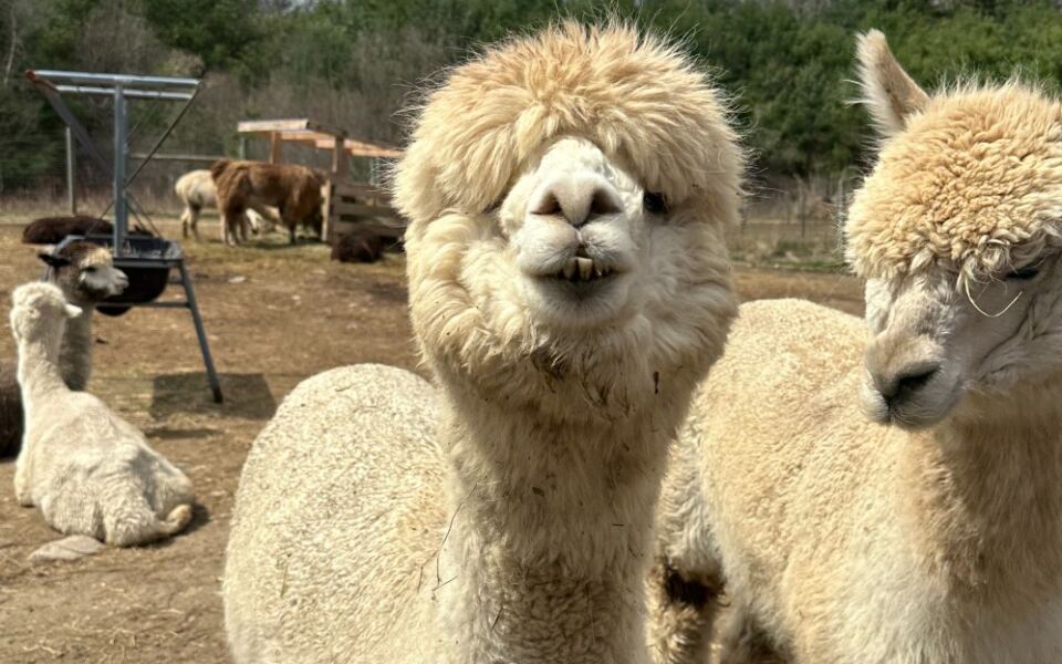 Before the Snow Flies, Visit These 8 Massachusetts Alpaca Farms Where Kids Walk Beside the Herd