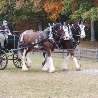 Gentle Giant Clydesdales Pull Your Carriage at This Horse Farm Near Jamestown, Tennessee