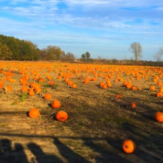 This Michigan Farm Has 4 Miles of Corn Mazes and a Pumpkin Patch