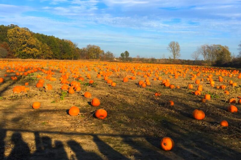 This Michigan Farm Has 4 Miles of Corn Mazes and a Pumpkin Patch