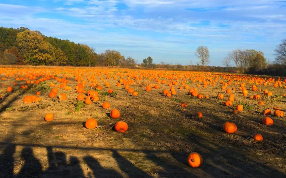 This Michigan Farm Has 4 Miles of Corn Mazes and a Pumpkin Patch