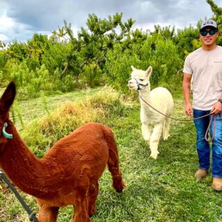 13 Alpaca Farms Where You Can Take a Walk With the Fluffiest Guide