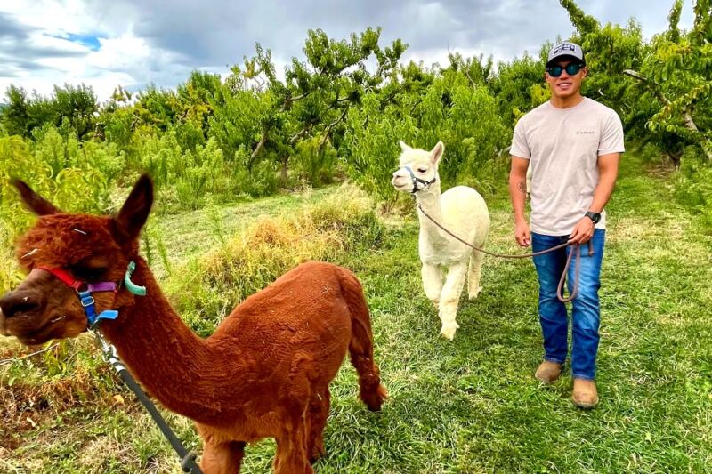 13 Alpaca Farms Where You Can Take a Walk With the Fluffiest Guide