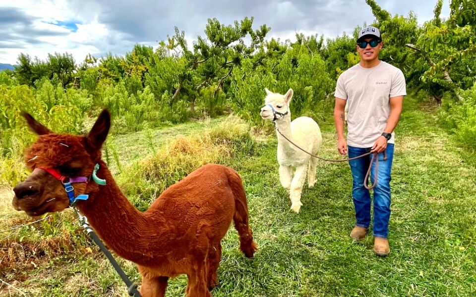 13 Alpaca Farms Where You Can Take a Walk With the Fluffiest Guide