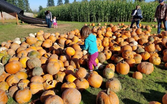 7 Oregon Pumpkin Patches Pack Corn Mazes, Hayrides, and Cider Into One Fall Afternoon