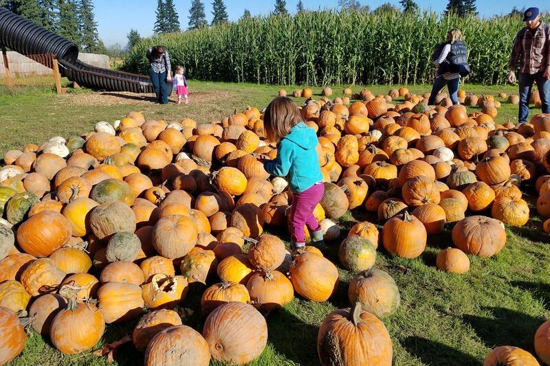 7 Oregon Pumpkin Patches Pack Corn Mazes, Hayrides, and Cider Into One Fall Afternoon