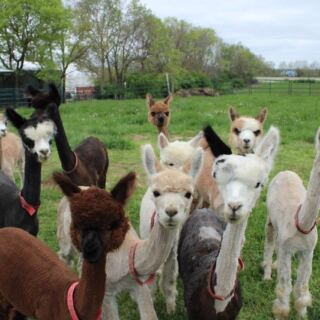 This Ohio Alpaca Farm Lets You Hand-Feed Fluffy Herds Right Over The Fence