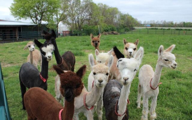 This Ohio Alpaca Farm Lets You Hand-Feed Fluffy Herds Right Over The Fence