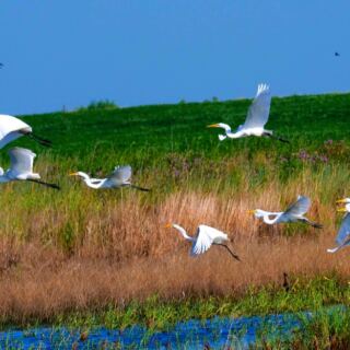 11 Kansas Wildlife Refuges Perfect for Birdwatching