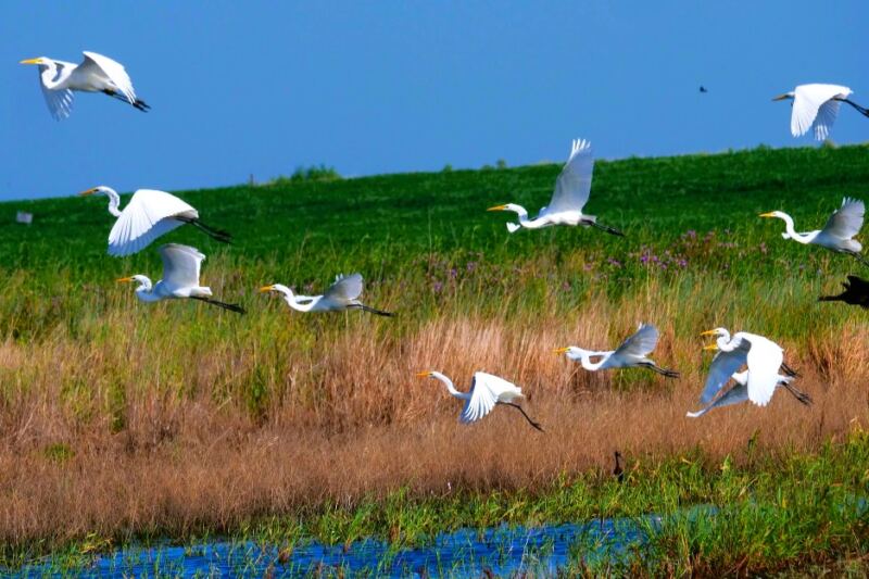 11 Kansas Wildlife Refuges Perfect for Birdwatching