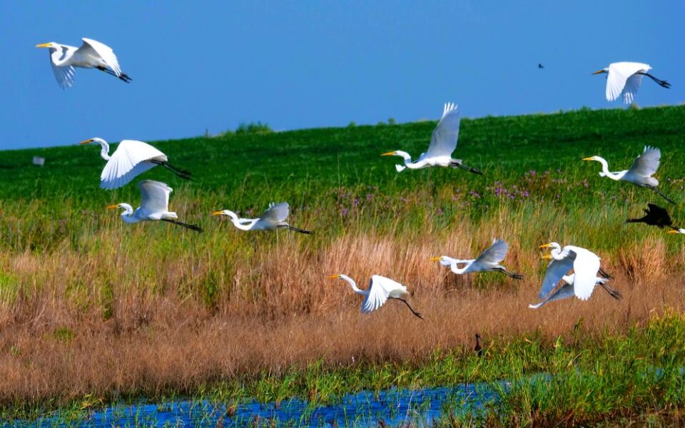 11 Kansas Wildlife Refuges Perfect for Birdwatching
