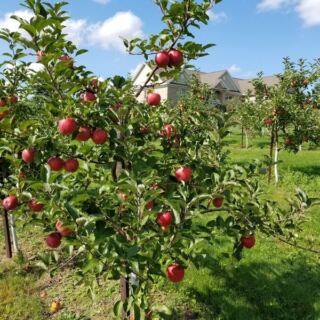 Rittman Orchards In Ohio Lets You Pick Your Own Apples, Then Sends You Home With Apple Butter