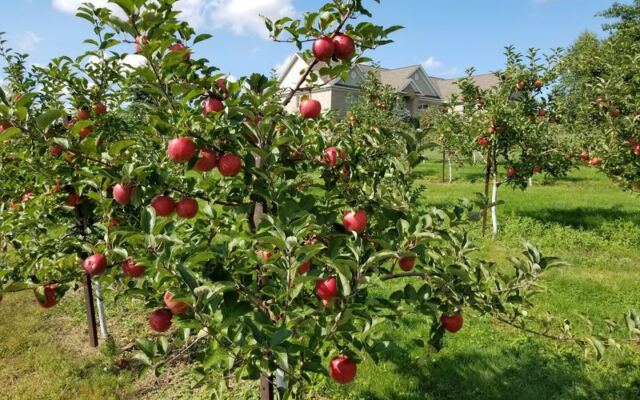 Rittman Orchards In Ohio Lets You Pick Your Own Apples, Then Sends You Home With Apple Butter