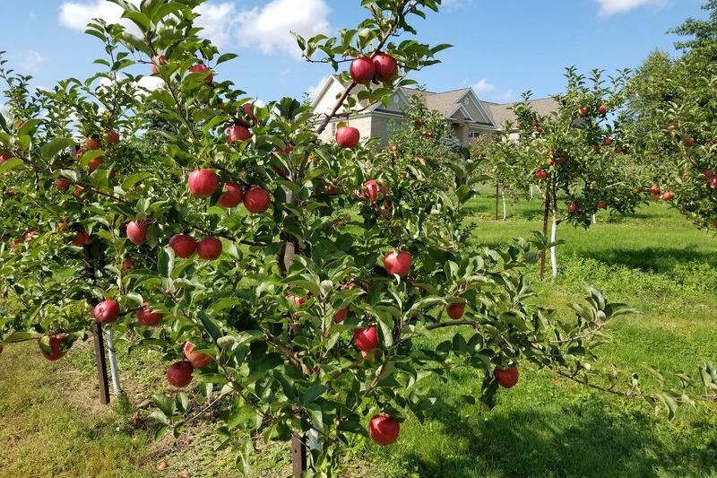 Rittman Orchards In Ohio Lets You Pick Your Own Apples, Then Sends You Home With Apple Butter