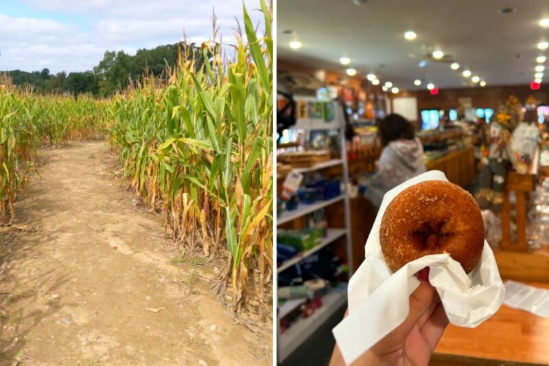 This Michigan Orchard Has Cider Donuts, Apple Picking, and a Huge Corn Maze