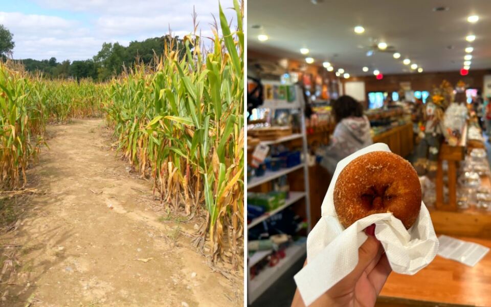 This Michigan Orchard Has Cider Donuts, Apple Picking, and a Huge Corn Maze