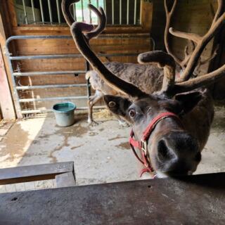 Meet Reindeer Up Close At Rootstown Reindeer Farm In Kent, Ohio