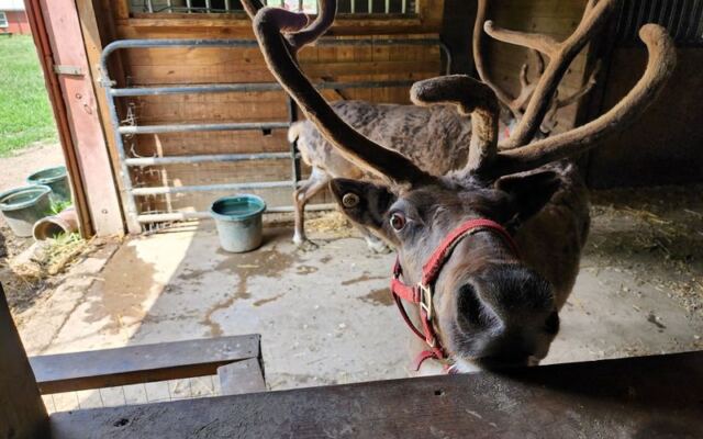 Meet Reindeer Up Close At Rootstown Reindeer Farm In Kent, Ohio