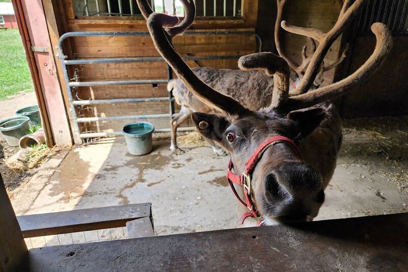 Meet Reindeer Up Close At Rootstown Reindeer Farm In Kent, Ohio