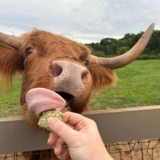 At This Tennessee Farm, You Brush Fluffy Highland Cows And Feed Them Treats