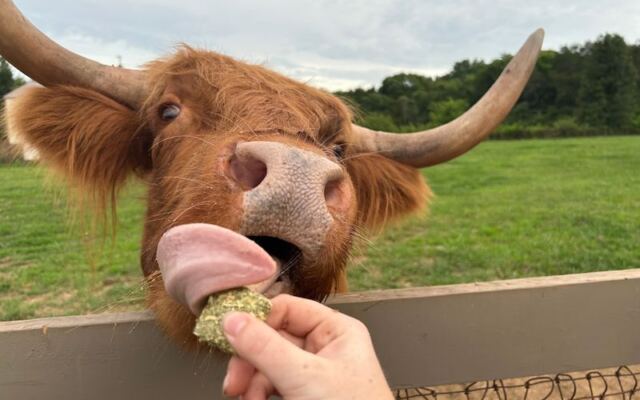 At This Tennessee Farm, You Brush Fluffy Highland Cows And Feed Them Treats