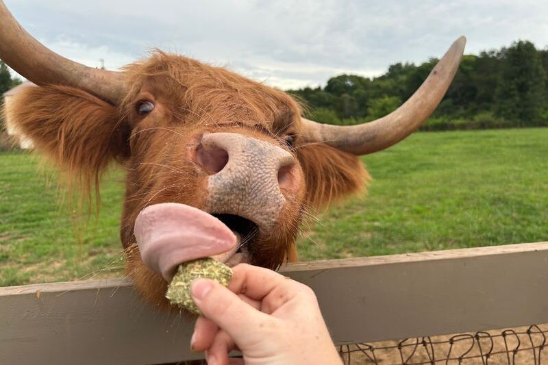 At This Tennessee Farm, You Brush Fluffy Highland Cows And Feed Them Treats