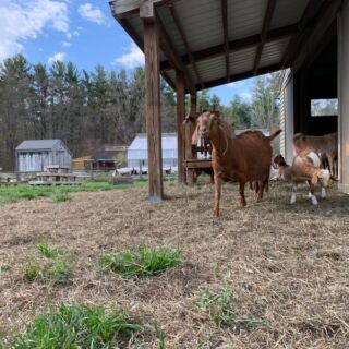 Mass Audubon’s Drumlin Farm in Lincoln, Massachusetts, Pairs a Working Farmyard With Native Wildlife Exhibits for Families