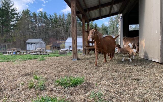 Mass Audubon’s Drumlin Farm in Lincoln, Massachusetts, Pairs a Working Farmyard With Native Wildlife Exhibits for Families