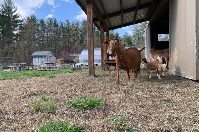 Mass Audubon’s Drumlin Farm in Lincoln, Massachusetts, Pairs a Working Farmyard With Native Wildlife Exhibits for Families