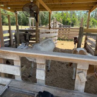 Bottle-Feed Miniature Highland Cows at This Tiny Farm in Fort Myers, Florida