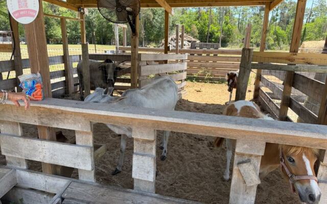Bottle-Feed Miniature Highland Cows at This Tiny Farm in Fort Myers, Florida