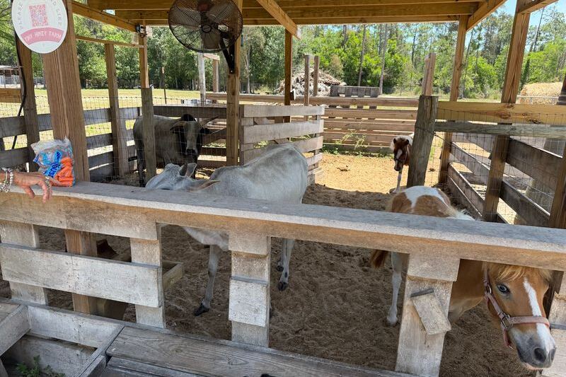 Bottle-Feed Miniature Highland Cows at This Tiny Farm in Fort Myers, Florida
