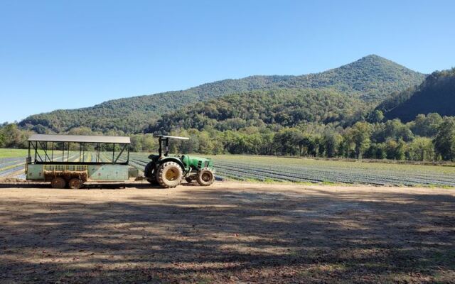 6 North Carolina Corn Mazes Where Getting Lost on Purpose Is the Whole Fun