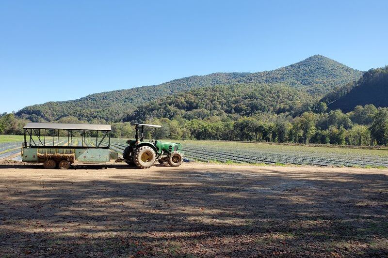 6 North Carolina Corn Mazes Where Getting Lost on Purpose Is the Whole Fun
